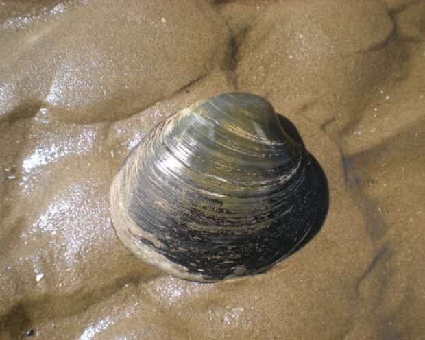 Ocean Quahog on sandy beach.