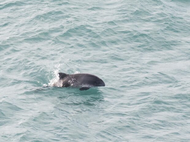 Harbour porpoise.