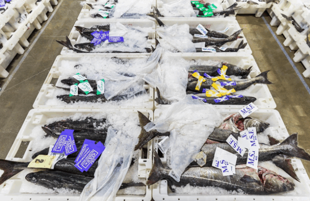 Fresh fish/seafood market crates