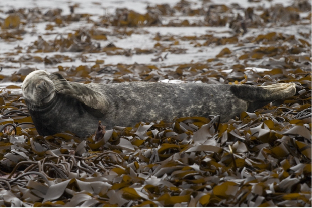 Seal near Farne Islands