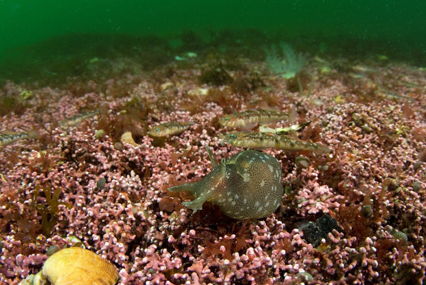 Sea hare & gobies on maerl bed, Fal & Helford Paul Naylor 